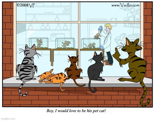 image tagged in cats,comics/cartoons,lab mice | made w/ Imgflip meme maker