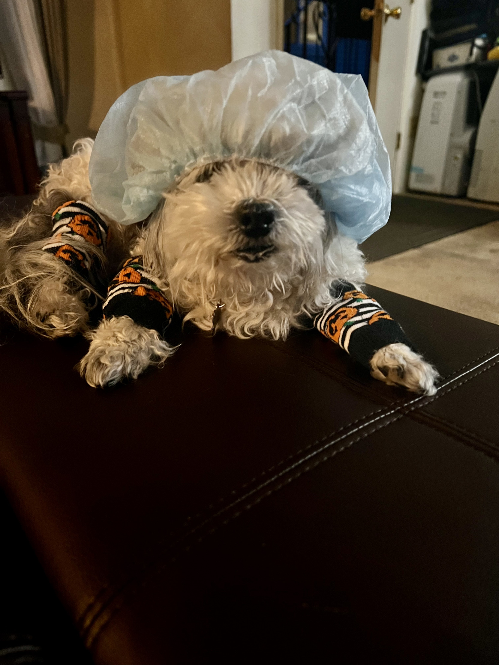 shih tzu Blank Meme Template