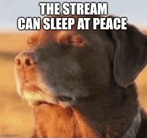 Chill Dog | THE STREAM CAN SLEEP AT PEACE | image tagged in chill dog | made w/ Imgflip meme maker