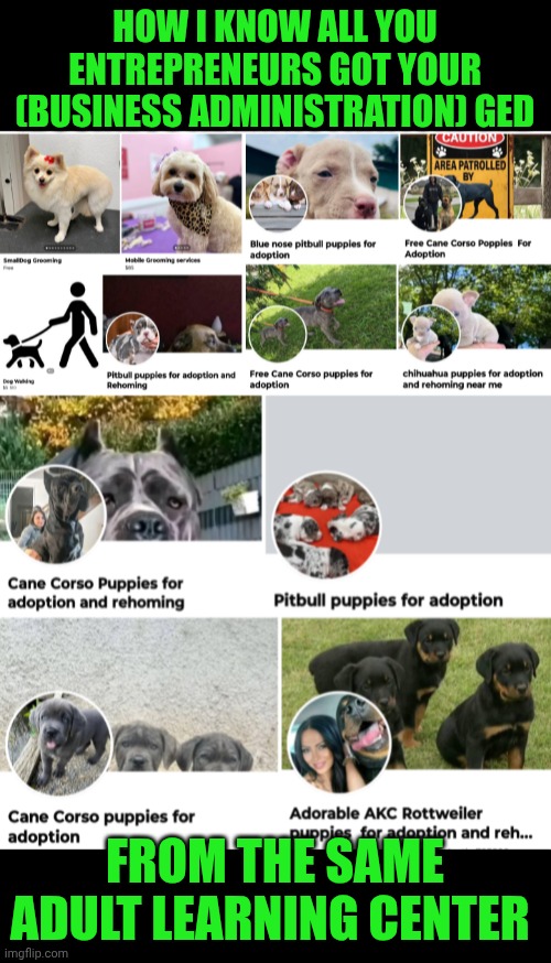 Funny | HOW I KNOW ALL YOU ENTREPRENEURS GOT YOUR (BUSINESS ADMINISTRATION) GED; FROM THE SAME ADULT LEARNING CENTER | image tagged in funny,dogs,dog memes,school memes,business,degree | made w/ Imgflip meme maker