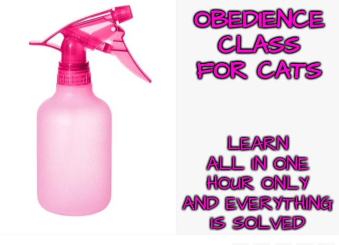 Take Home Tool for Free | OBEDIENCE CLASS FOR CATS; LEARN ALL IN ONE HOUR ONLY AND EVERYTHING IS SOLVED | image tagged in obedience class for cats | made w/ Imgflip meme maker