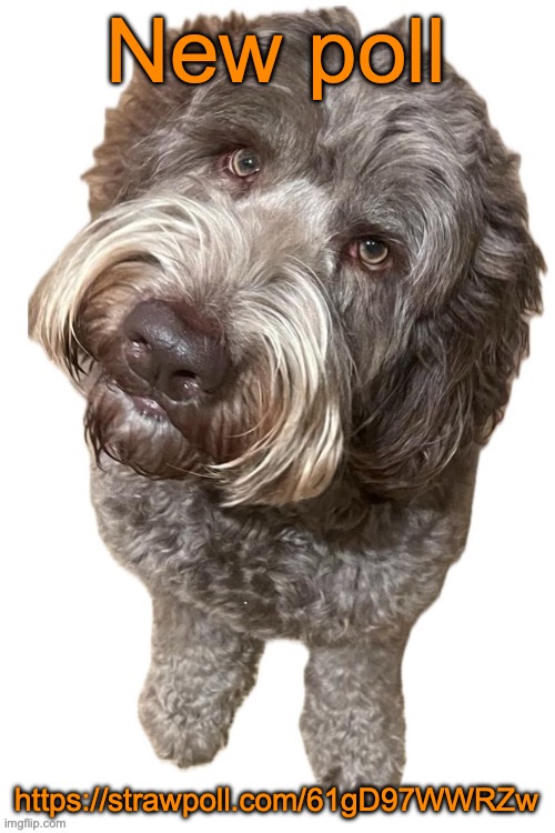 Norther's dog | New poll; https://strawpoll.com/61gD97WWRZw | image tagged in norther's dog | made w/ Imgflip meme maker