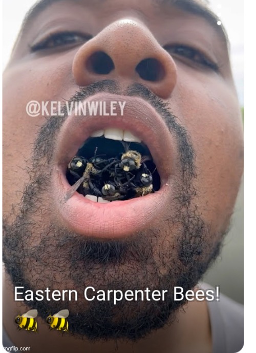 kanye with a mouthful of eastern carpenter bees; | made w/ Imgflip meme maker