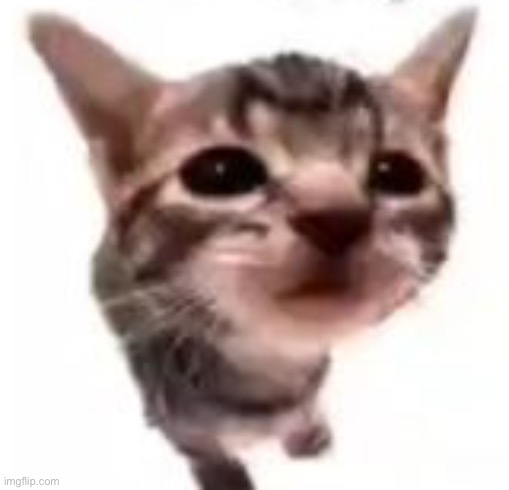 El gatito | image tagged in el gatito | made w/ Imgflip meme maker