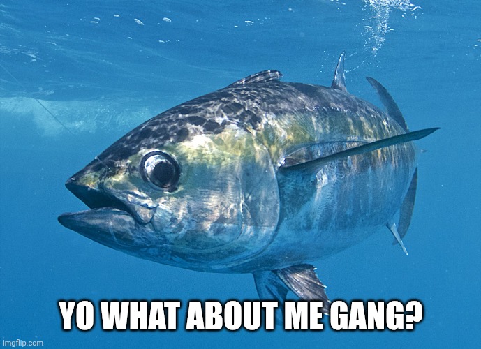 Tuna fish | YO WHAT ABOUT ME GANG? | image tagged in tuna fish | made w/ Imgflip meme maker