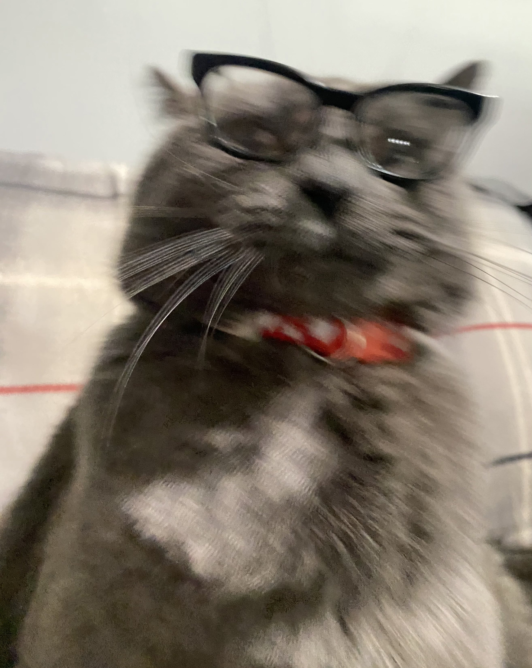 White collar cat Blank Meme Template