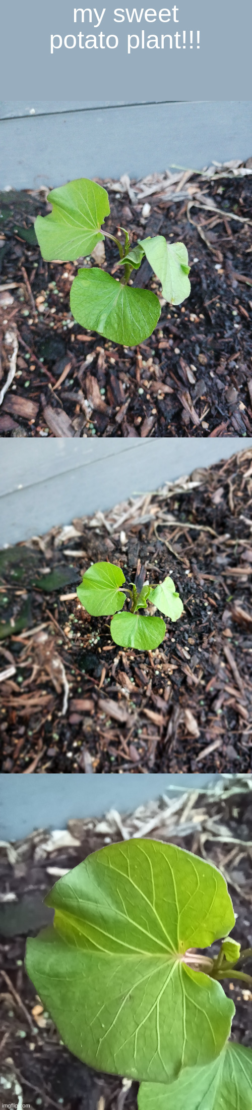 my sweet potato plant!!! | made w/ Imgflip meme maker