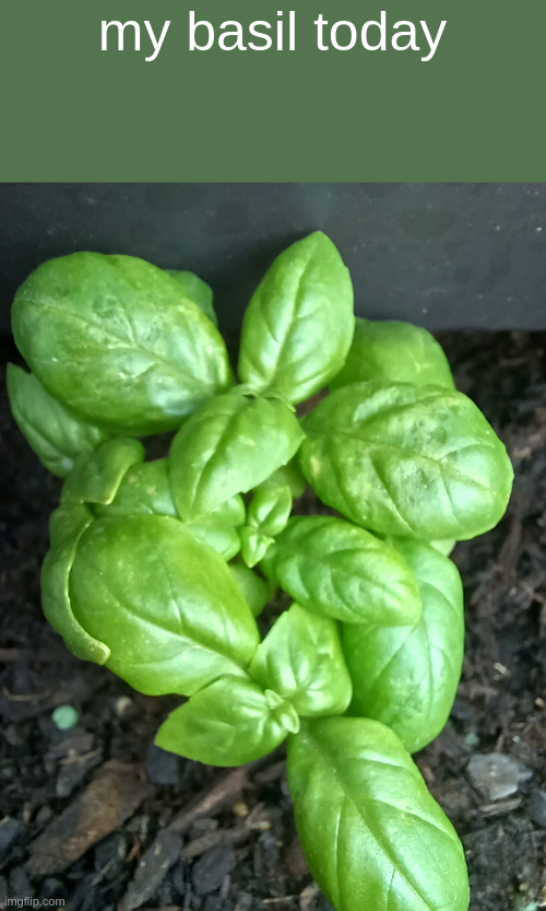 my basil today | made w/ Imgflip meme maker