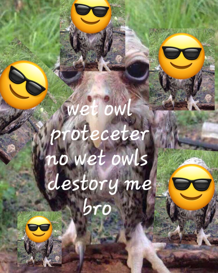 Wet Owl Protecter Blank Meme Template