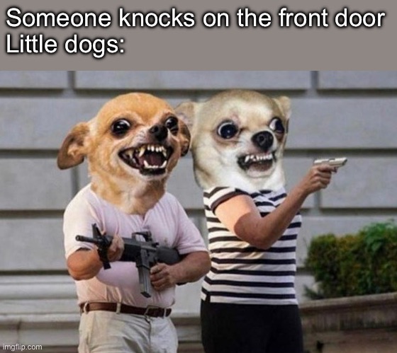 Security system | Someone knocks on the front door
Little dogs: | image tagged in security,dogs,little | made w/ Imgflip meme maker