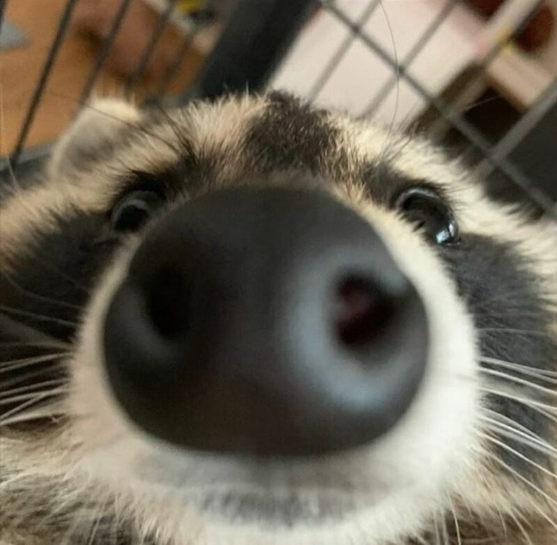 nose racoon Blank Meme Template