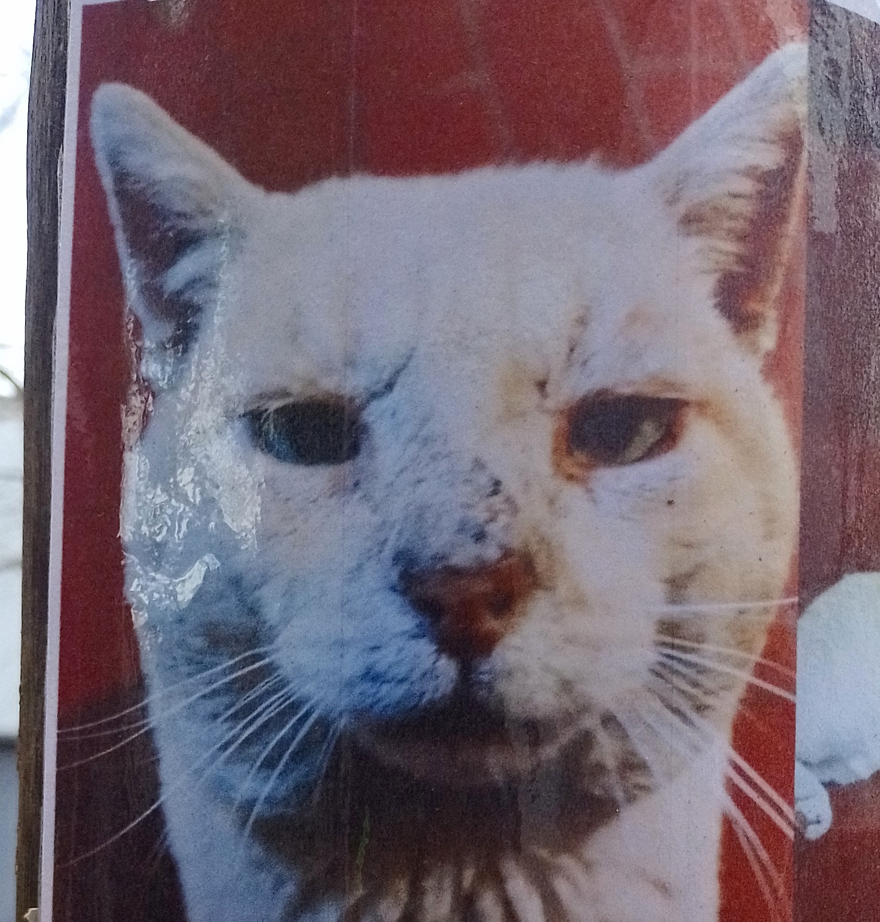 gato malandro Blank Meme Template