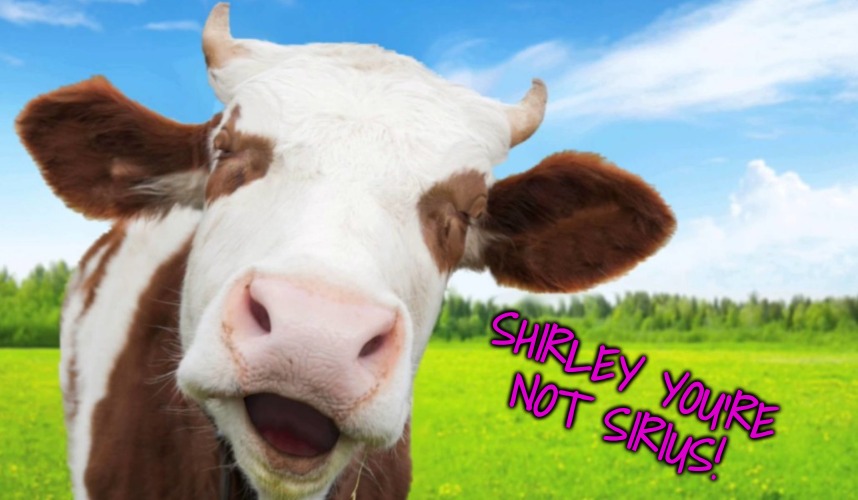 Laughing cow | SHIRLEY YOU'RE NOT SIRIUS! | image tagged in laughing cow | made w/ Imgflip meme maker