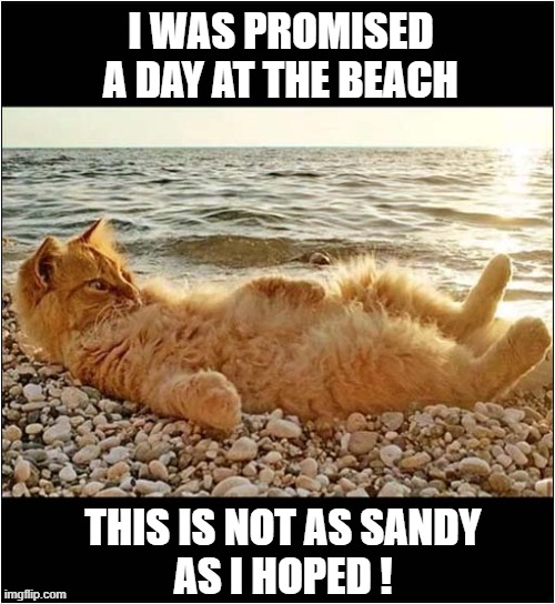A Disappointing Day Out | I WAS PROMISED A DAY AT THE BEACH; THIS IS NOT AS SANDY
AS I HOPED ! | image tagged in cats,beach,disappointment | made w/ Imgflip meme maker