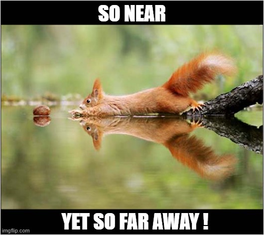 He Wants That Nut ! | SO NEAR; YET SO FAR AWAY ! | image tagged in squirrel,nut,near,far | made w/ Imgflip meme maker