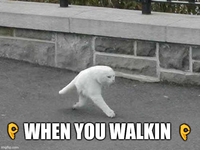Google cat | ? ? WHEN YOU WALKIN | image tagged in google cat | made w/ Imgflip meme maker
