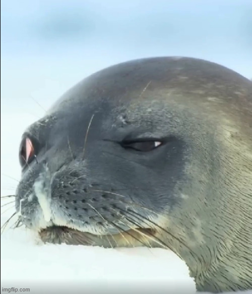 seal with two options | image tagged in fun | made w/ Imgflip meme maker