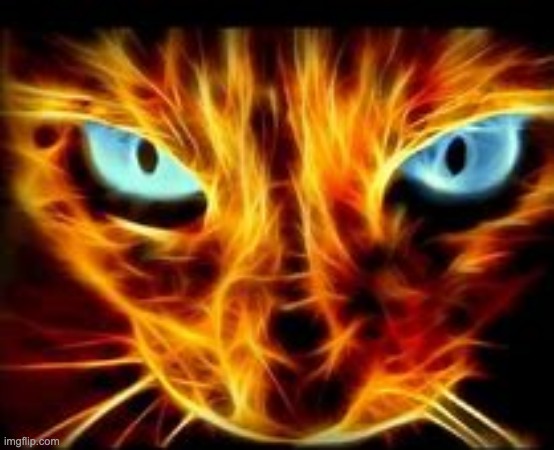 Fire cat | image tagged in fire cat | made w/ Imgflip meme maker