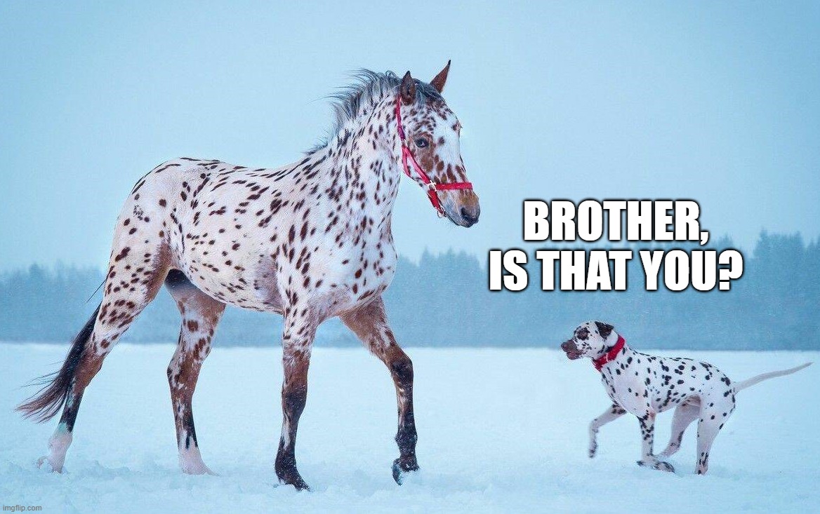 BROTHER, IS THAT YOU? | image tagged in wholesome | made w/ Imgflip meme maker
