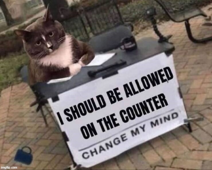 image tagged in cats | made w/ Imgflip meme maker