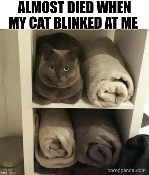 Almost Died When My Cat Blinked At Me | ALMOST DIED WHEN MY CAT BLINKED AT ME | image tagged in chrisjoines1 | made w/ Imgflip meme maker