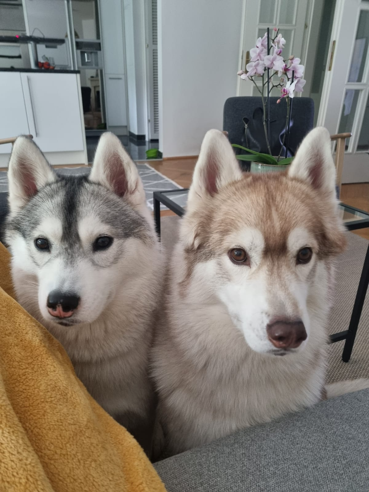 Esperando a la Pachi Blank Meme Template