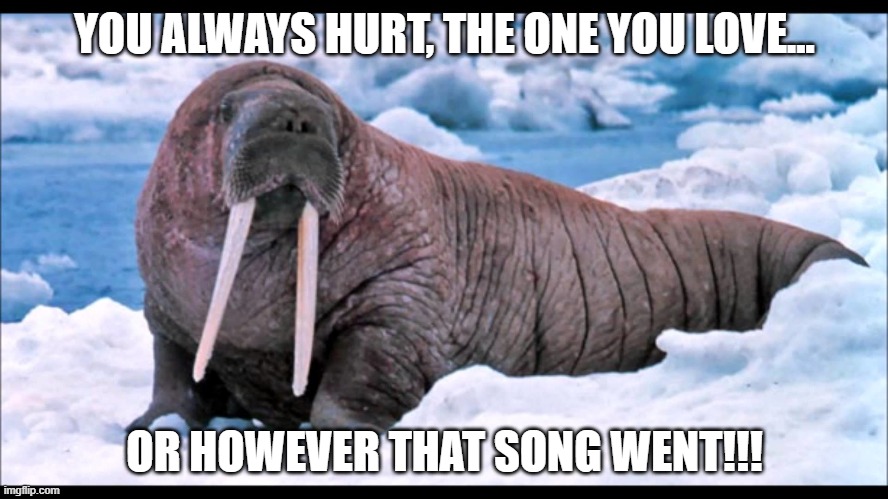 hurt | YOU ALWAYS HURT, THE ONE YOU LOVE... OR HOWEVER THAT SONG WENT!!! | image tagged in walrus,song | made w/ Imgflip meme maker