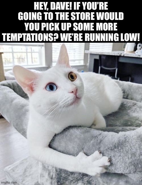 Seafood Medley is her favorite… | HEY, DAVE! IF YOU’RE GOING TO THE STORE WOULD YOU PICK UP SOME MORE TEMPTATIONS? WE’RE RUNNING LOW! | image tagged in cats,going to the store,temptations | made w/ Imgflip meme maker