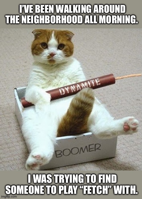 He’s crazy like that… | image tagged in cats,playing fetch,dynamite | made w/ Imgflip meme maker