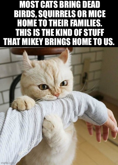 It must’ve been quite a struggle… | MOST CATS BRING DEAD BIRDS, SQUIRRELS OR MICE HOME TO THEIR FAMILIES. THIS IS THE KIND OF STUFF THAT MIKEY BRINGS HOME TO US. | image tagged in cats,look what he brought home | made w/ Imgflip meme maker