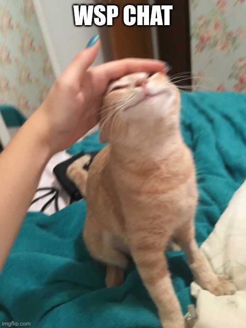 :> | WSP CHAT | image tagged in cat pat | made w/ Imgflip meme maker