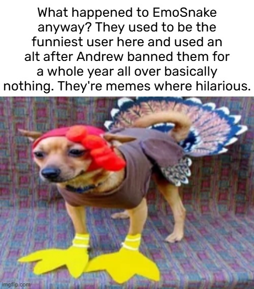 The only instance I've personally seen of Andrew *actually* mod abusing. A whole year ban is ridiculous | What happened to EmoSnake anyway? They used to be the funniest user here and used an alt after Andrew banned them for a whole year all over basically nothing. They're memes where hilarious. | image tagged in turkey dog | made w/ Imgflip meme maker
