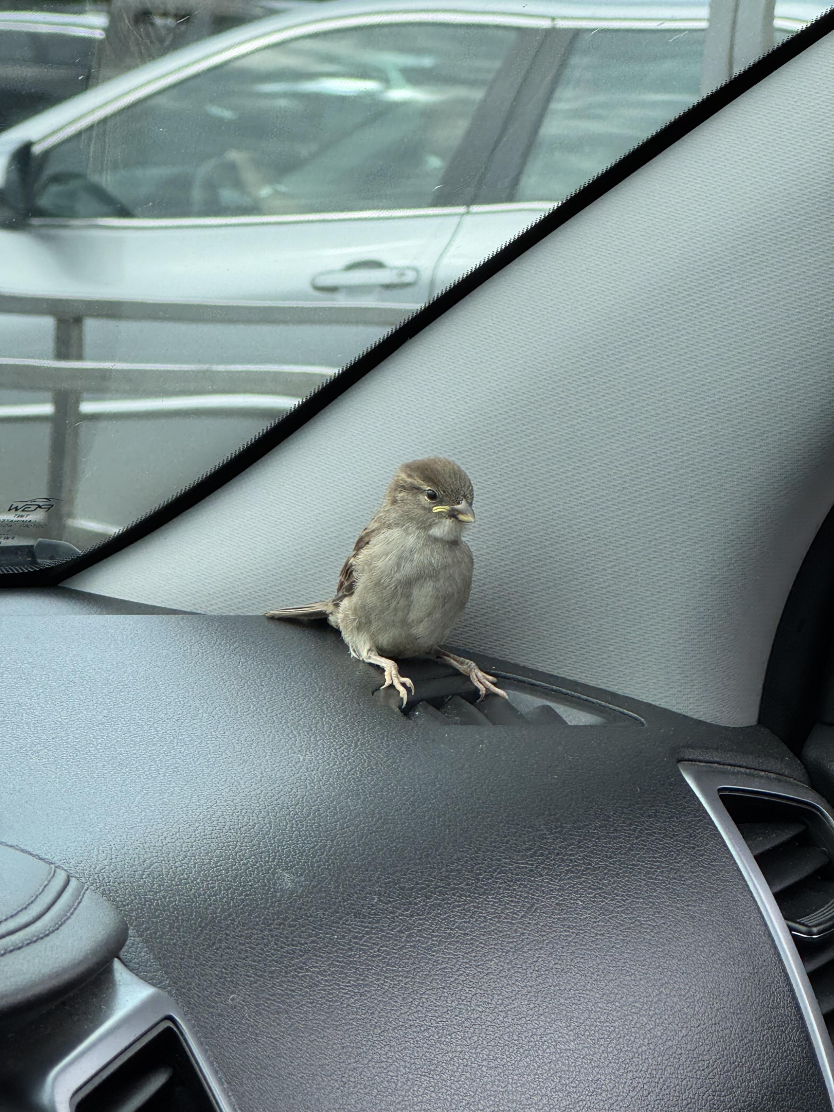 Monday Bird Blank Meme Template