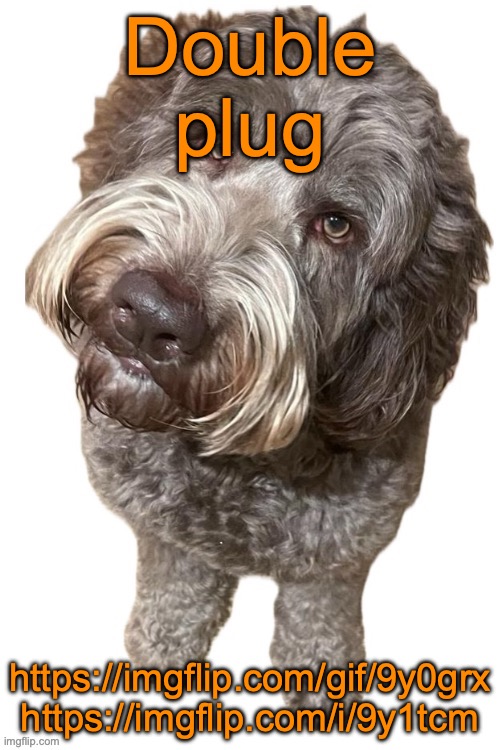 Norther's dog | Double plug; https://imgflip.com/gif/9y0grx
https://imgflip.com/i/9y1tcm | image tagged in norther's dog | made w/ Imgflip meme maker