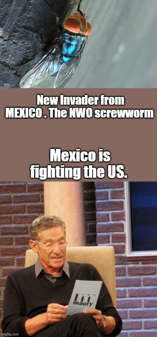 Another Illegal immigrant. FLESH eating fly | New Invader from MEXICO . The NWO screwworm; Mexico is fighting the US. | image tagged in memes,maury lie detector | made w/ Imgflip meme maker