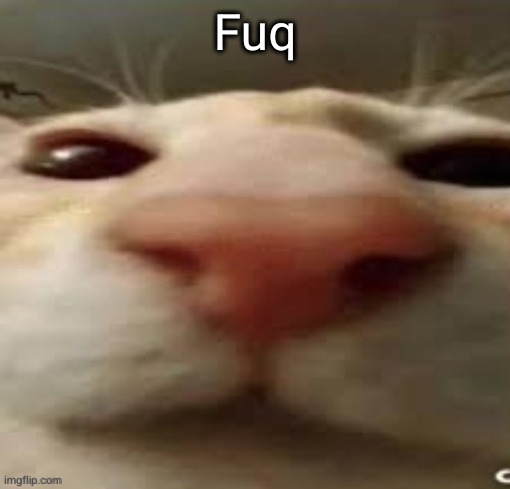 cat stare | Fuq | image tagged in cat stare | made w/ Imgflip meme maker