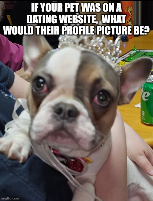 Dating | IF YOUR PET WAS ON A DATING WEBSITE,  WHAT WOULD THEIR PROFILE PICTURE BE? | image tagged in bougie | made w/ Imgflip meme maker