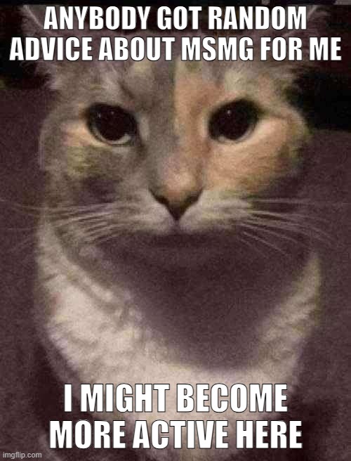 the car | ANYBODY GOT RANDOM ADVICE ABOUT MSMG FOR ME; I MIGHT BECOME MORE ACTIVE HERE | image tagged in cat dead stare | made w/ Imgflip meme maker