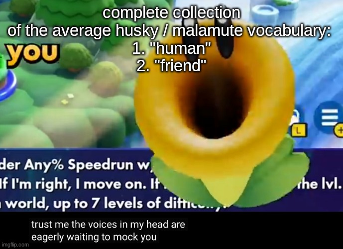 trust me the voices in my head are eagerly waiting to mock you | complete collection of the average husky / malamute vocabulary: 
1. "human"
2. "friend" | image tagged in trust me the voices in my head are eagerly waiting to mock you | made w/ Imgflip meme maker