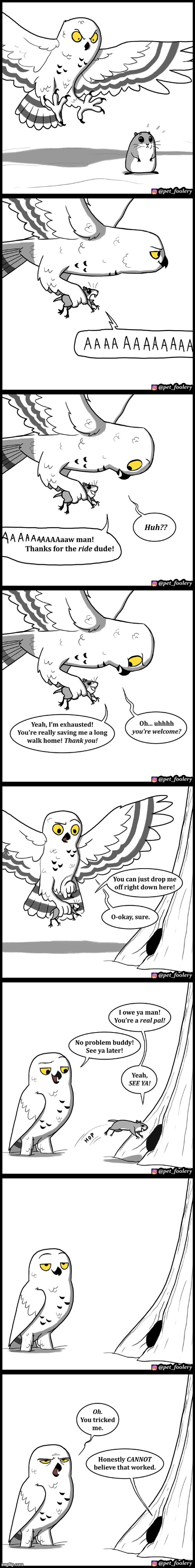 image tagged in owl,rodent,ride,trip,home,trick | made w/ Imgflip meme maker