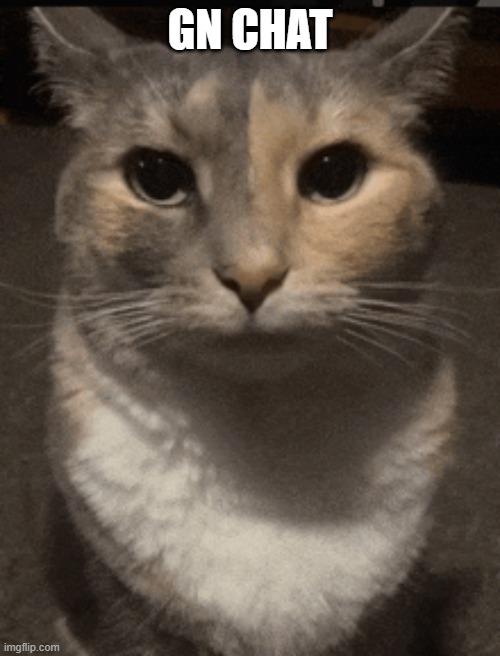 cat dead stare | GN CHAT | image tagged in cat dead stare | made w/ Imgflip meme maker