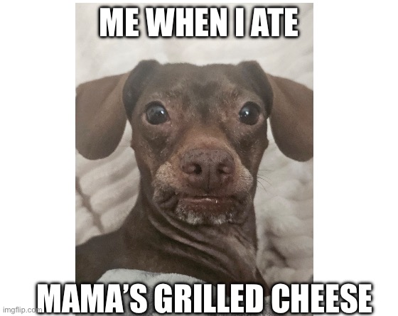 Dog Derp | ME WHEN I ATE; MAMA’S GRILLED CHEESE | image tagged in make your own meme | made w/ Imgflip meme maker