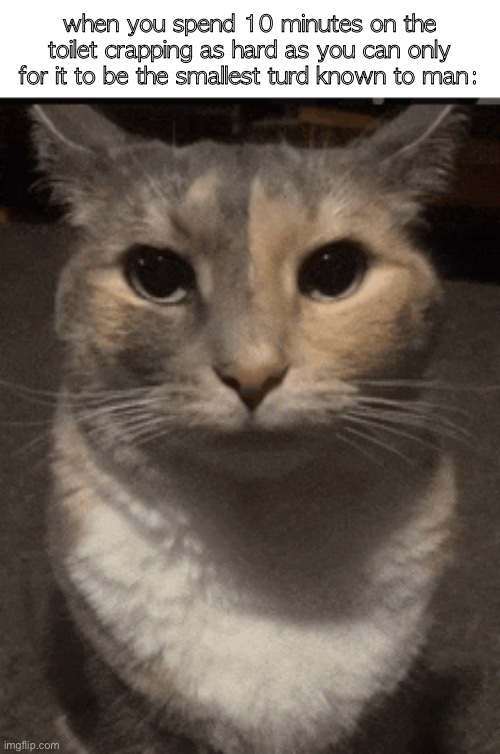 . | when you spend 10 minutes on the toilet crapping as hard as you can only for it to be the smallest turd known to man: | image tagged in cat dead stare | made w/ Imgflip meme maker