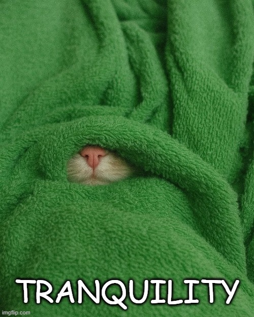 Not a care in the world | TRANQUILITY | image tagged in at peace,cat,nap,peaceful,zzzz | made w/ Imgflip meme maker