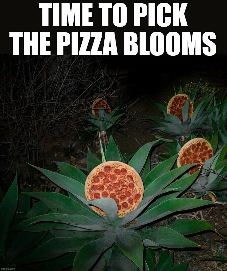 I wish I could have that plant | TIME TO PICK THE PIZZA BLOOMS | image tagged in pizza | made w/ Imgflip meme maker