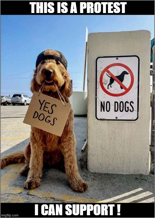 Dogs Have Rights Too ! | THIS IS A PROTEST; I CAN SUPPORT ! | image tagged in dogs,rights,protest | made w/ Imgflip meme maker