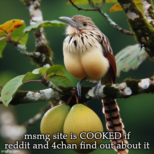 a bird on the twig of a tree with huge testicles | msmg site is COOKED if reddit and 4chan find out about it | image tagged in a bird on the twig of a tree with huge testicles | made w/ Imgflip meme maker