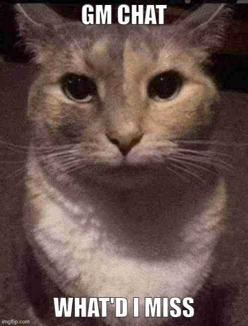 cat dead stare | GM CHAT; WHAT'D I MISS | image tagged in cat dead stare | made w/ Imgflip meme maker