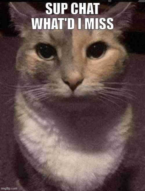 cat dead stare | SUP CHAT WHAT'D I MISS | image tagged in cat dead stare | made w/ Imgflip meme maker