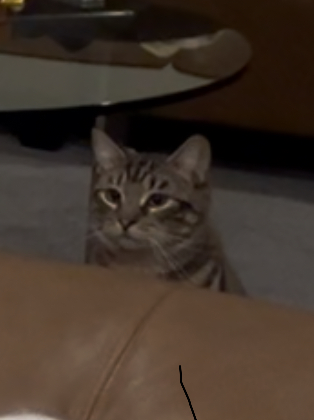 Cat jumpscare Blank Meme Template